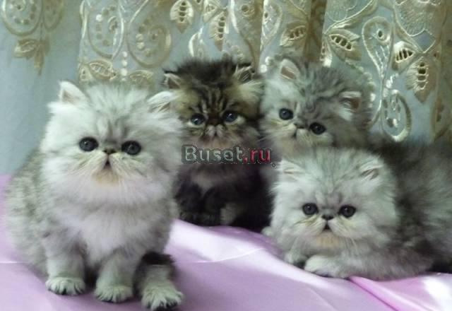Персидские и экзотические котята Москва