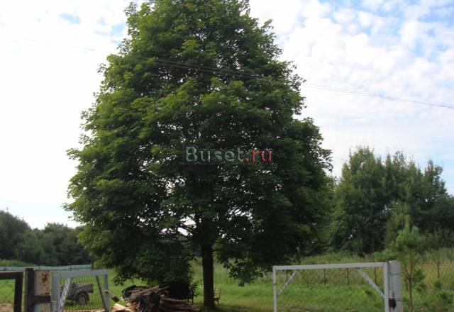 Новориж ш.25 сот в деревне /пмж/лес-100м река Москва