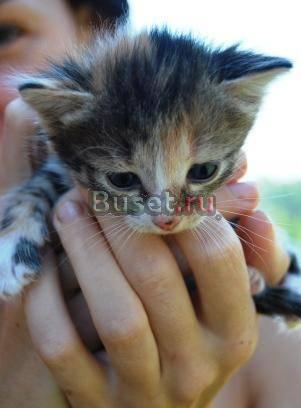 Отдам добрых и милых котят в добрые руки Москва