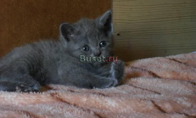 Британский котёнок тёмно-голубого окраса Москва