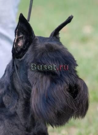 Щенки Цвергшнауцера Балашиха