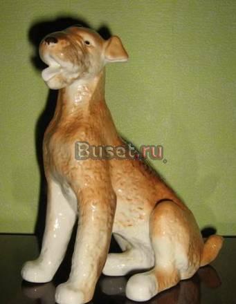 Эрдельтерьер ЛФЗ Новосибирск