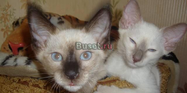 Котики Петербургского Сфинкса ( вариация) Санкт-Петербург