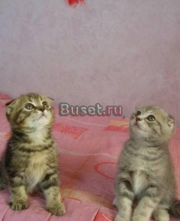 Шотландские  вислоухие котята Барнаул