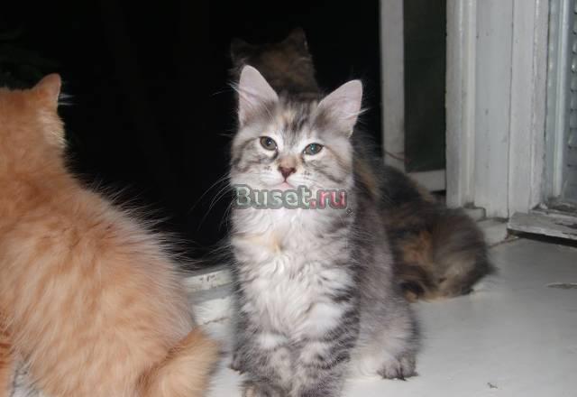 Продажа котят Москва