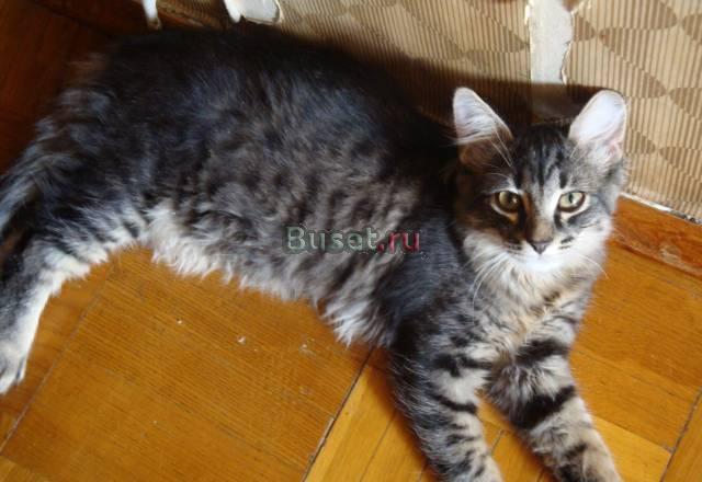 Красивого котика отдаю в добрые ручки Москва