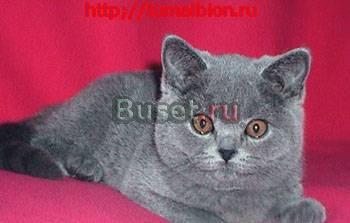 Выставка и продажа котят Москва