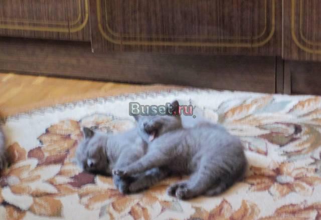 Продаются британские котята Истра