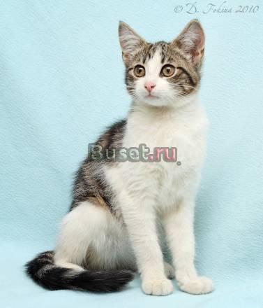 Замечательные котятки ищут дом Санкт-Петербург