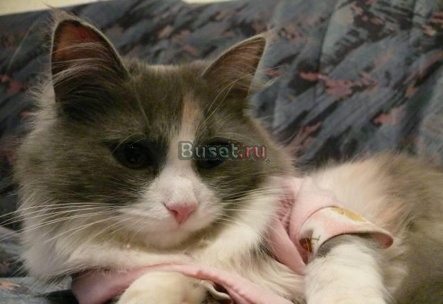 Отдам полуперсидскую кошку (1 год) Санкт-Петербург