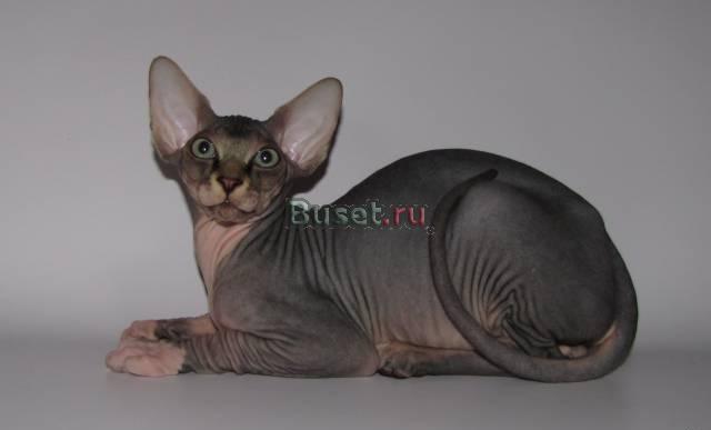 Котята канадского сфинкса (доставка) Челябинск
