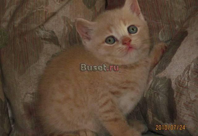 Продам британских котят Бийск