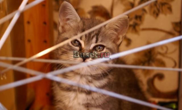 Шотландская вислоухая.Котята продаются Москва