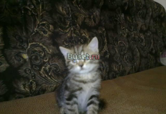 Британские котята Самара