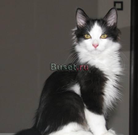 Черно-белый котик Москва