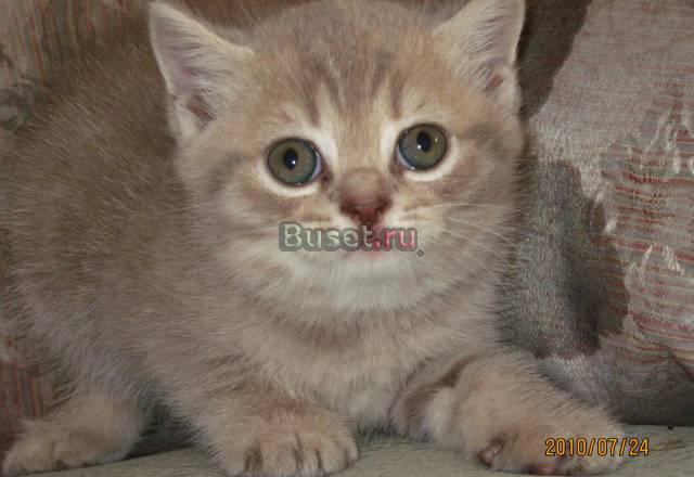 Продам британских котят Бийск