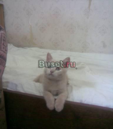 Британский котик с документами,можно без Уфа