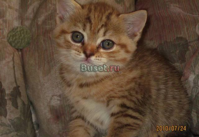 Продам британских котят Бийск