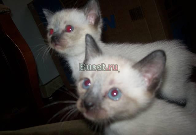 Сиамские(тайские) котята Нижний Новгород