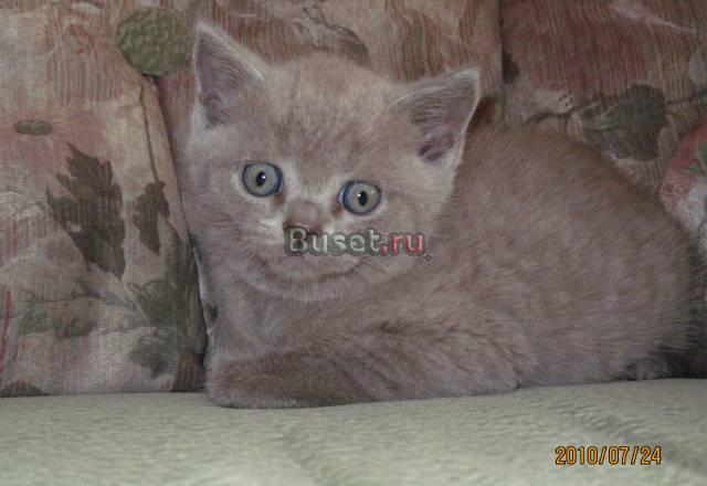 Продам британских котят Бийск