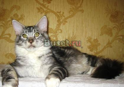 Крупный котенок Мейн Кун Казань