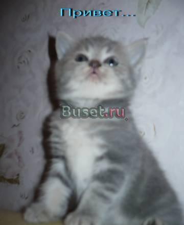 Милый котенок,шотландский страйт.мальчик Москва