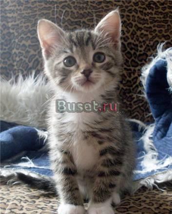 Котенок-полосатик Гансик 2,5мес.в добрые руки Санкт-Петербург