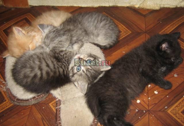 Чисто черные котик и кошечка1.5мес Санкт-Петербург