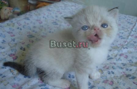 Абиссинские котята Москва