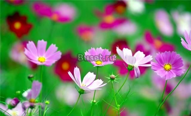 Помощь Москва