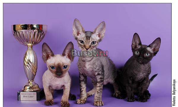 Котята девон-рекс Москва