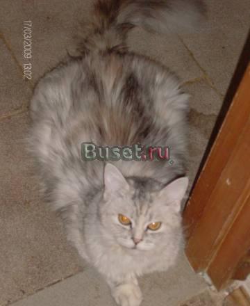 Кошка мейн кун Москва