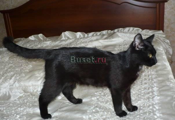 Роскошная черная кошка Сыктывкар