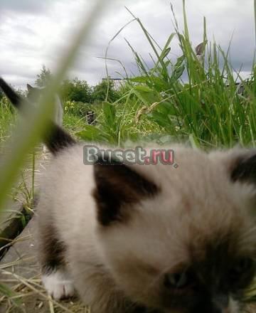 Котенок сиамского окраса Сыктывкар
