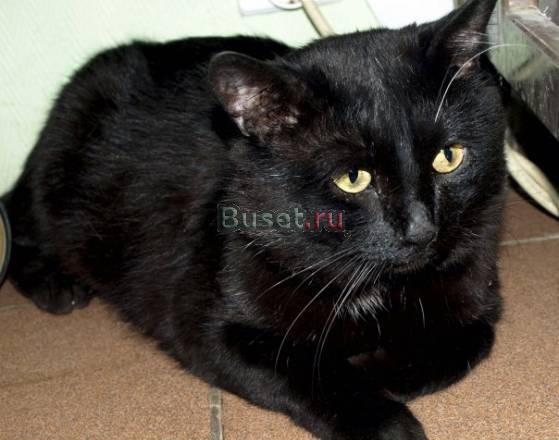 Шикарный одинокий кот Сыктывкар