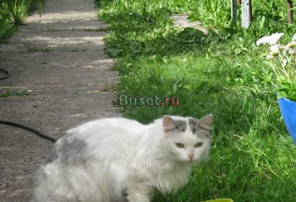 Ласковая игривая кошка ищет хозяина Сыктывкар