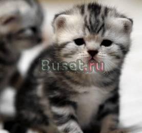 Московский питомник британских кошек  vivian Москва