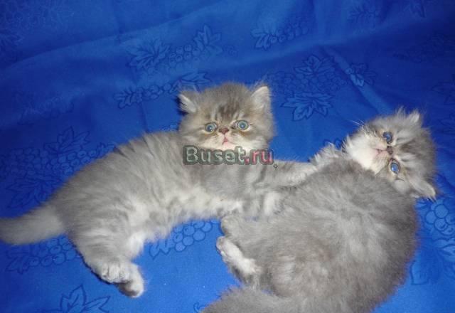 Котята(мальчики) Экстра класса Москва