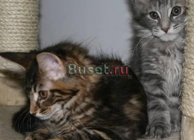 Мейн кун котята Санкт-Петербург