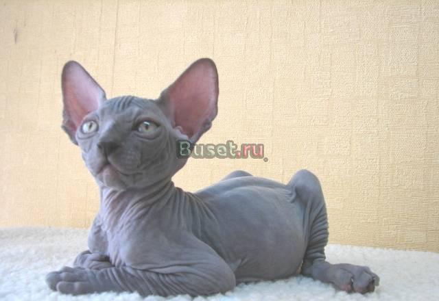 Голубой котик Тула