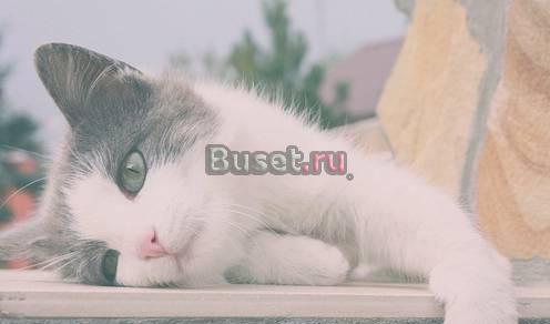 Мечта, а не котенок в добрые руки ) Москва