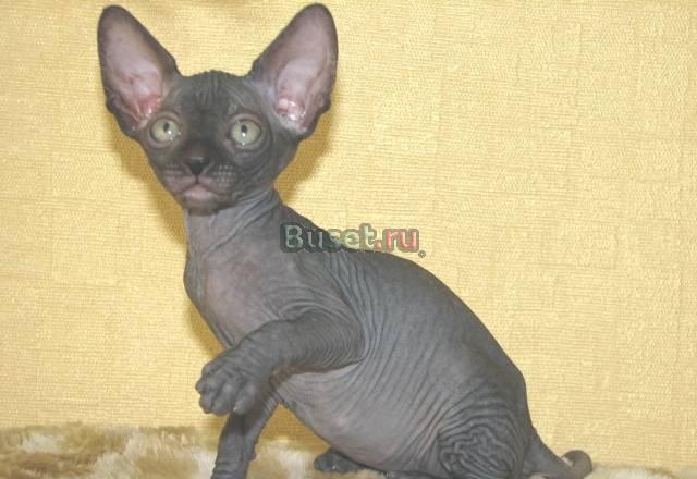 Чёрная кошечка Тула