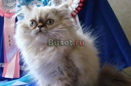 Персидские котята от элитных выставочных родителей Саратов