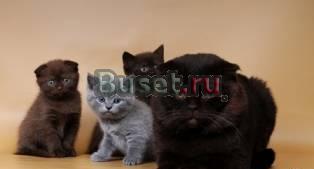 Клубные котята питомника"sweettoy" Москва