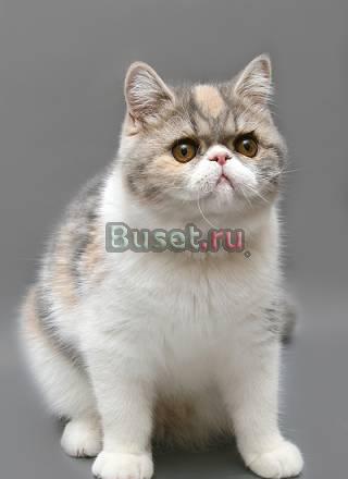Экзотическая короткошёрстная кошечка Санкт-Петербург