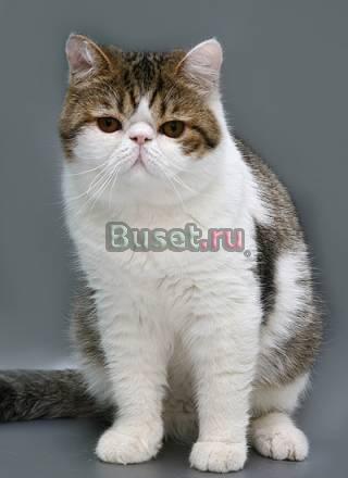 Котята на продажу Санкт-Петербург