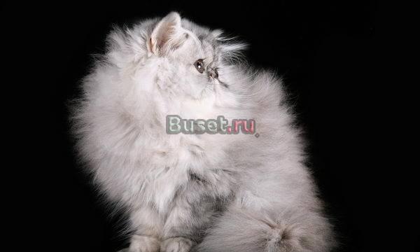 Персидская кошечка Санкт-Петербург
