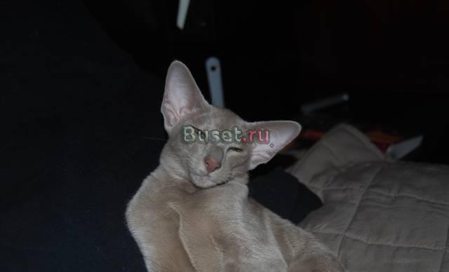 Клубные ориентальные котята Москва