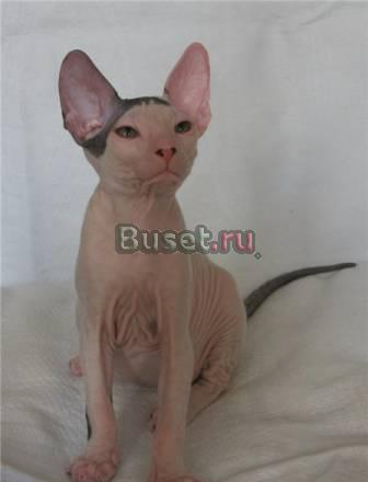 Кошечка породы Донской сфинкс Москва