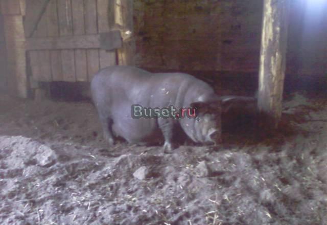 Поросят Вьетнамской вислобрюхой породы Малоархангельск
